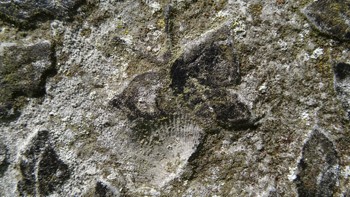 Fossiel in afbeelding